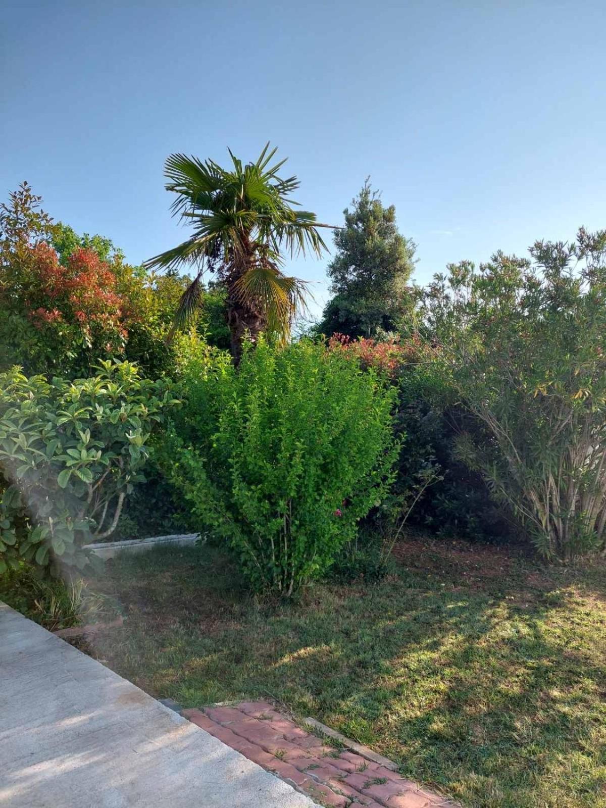 Soline Ada Appartement Pjescana Uvala Buitenkant foto